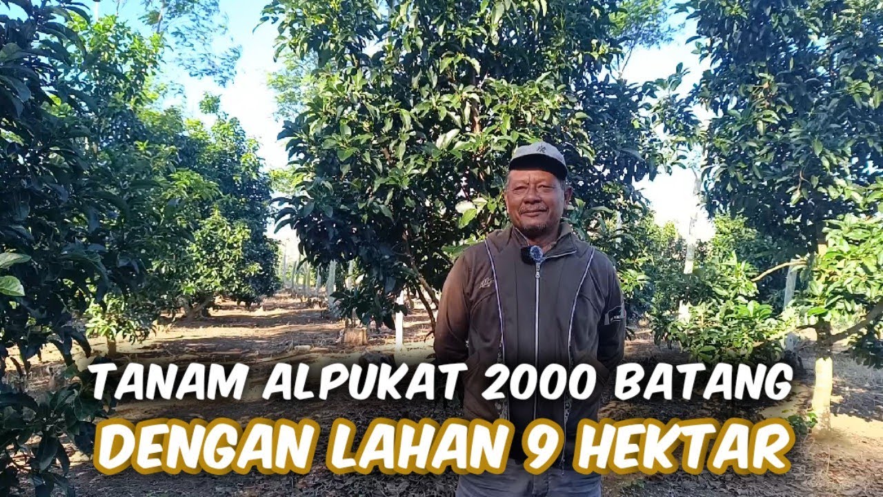 Kebun Alpukat 2000 Batang Tumbuh Subur Baru Belajar Panen Dapat 1,6 Ton