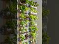 🌱“De pequenos vasos a uma renda extra: 3 plantas que podem transformar sua casa em horta lucrativa”