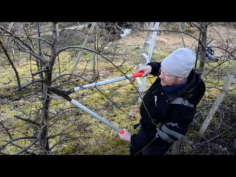 Video: Beskjærer for poding av trær hvordan velge?