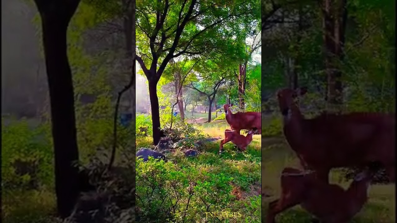 JNU NATURAL BEAUTY🌺🎥 ||JNU VIBES