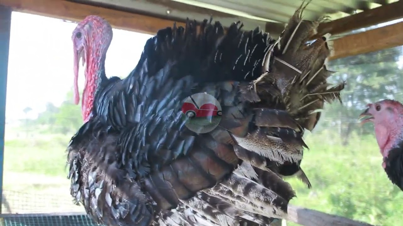 DALILI ZA BATA MZINGA ANAYETAKA KUTAGA - UKIONA DALILI HIZI MTAFUTIE JOGOO NA MUANDALIE KIOTA