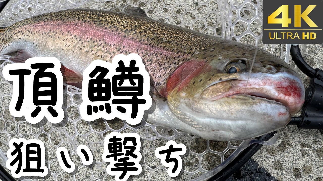 【足柄キャスティングエリア】初の大物！頂鱒狙い撃ち