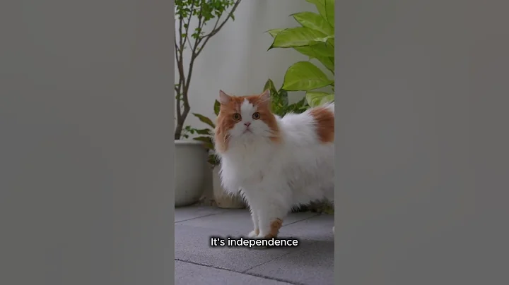 Cats Know Their Name… But They Choose to Ignore It