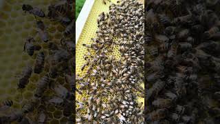 It’s been great weather for honey production and nuc making!! Bees are taking full advantage of it!