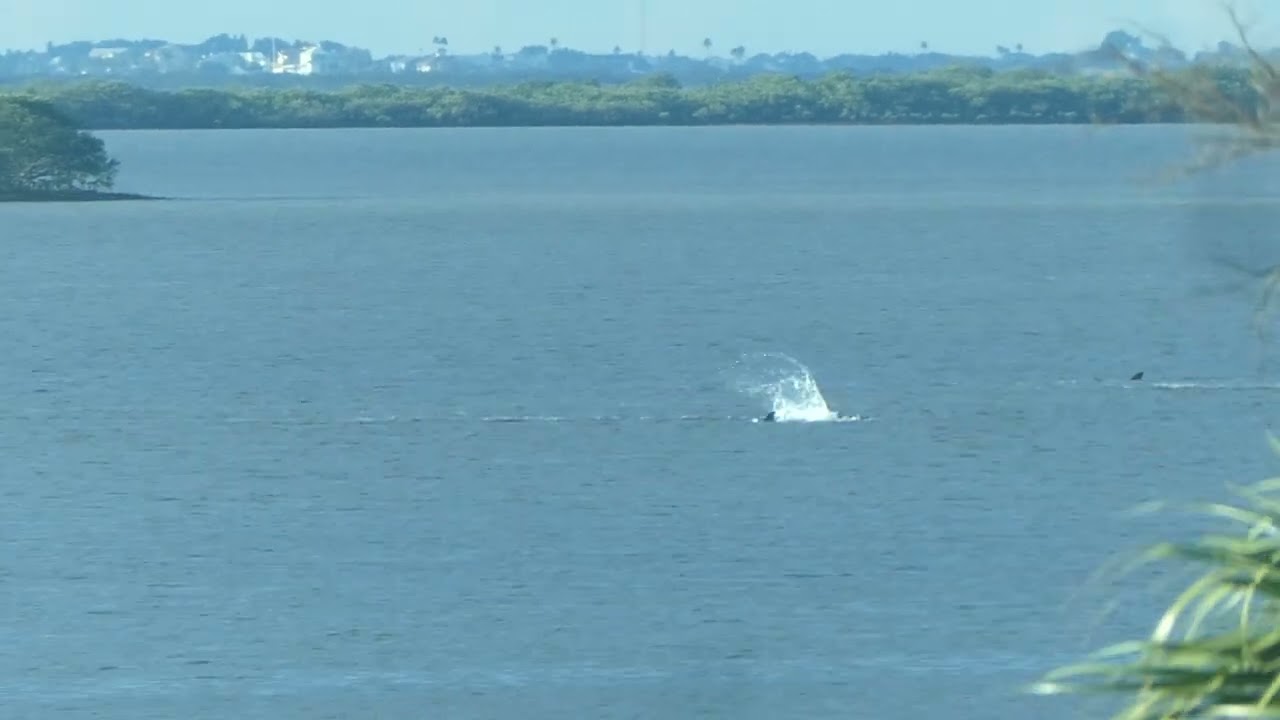 Dolphins fin slapping to stun fish in Hernando Beach