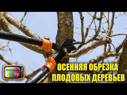 ОСЕННЯЯ ОБРЕЗКА ПЛОДОВЫХ ДЕРЕВЬЕВ КАК ПРАВИЛЬНО ОБРЕЗАТЬ И КОГДА НАЧИНАТЬ