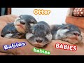 【カワウソ赤ちゃん】夏のカワウソ赤ちゃん、大祭り!Summer Otter Babies, big festival!【特別編】