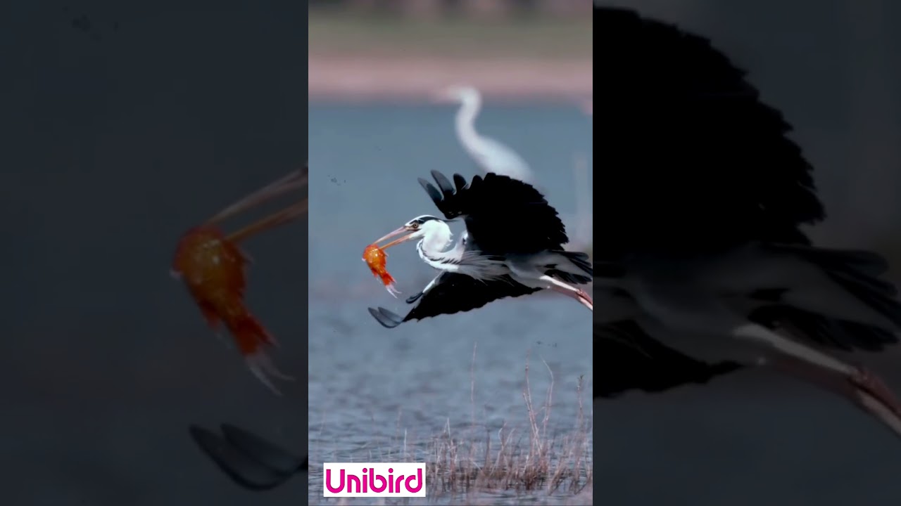 Amazing Gray Heron Flight | Beautiful and Exotic Gray Heron Flight With Fish
