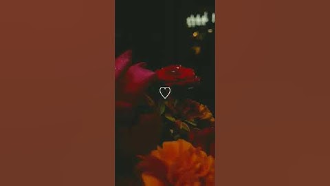 تلاوة رائعة من سورة الحجر بصوت القارئ #اسلام_صبحي