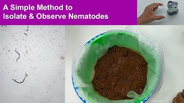 Isolate & Observe nematode under a pocket microscope