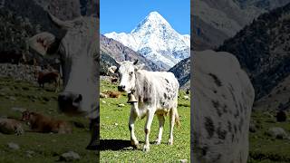 Cow dance #youtubeshorts