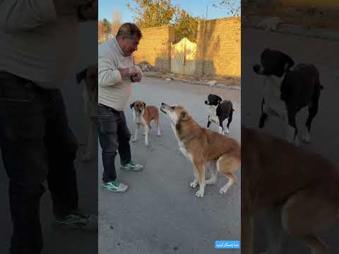 وای سگ سخاوتی که در هیچ زبانی نمیکنجد