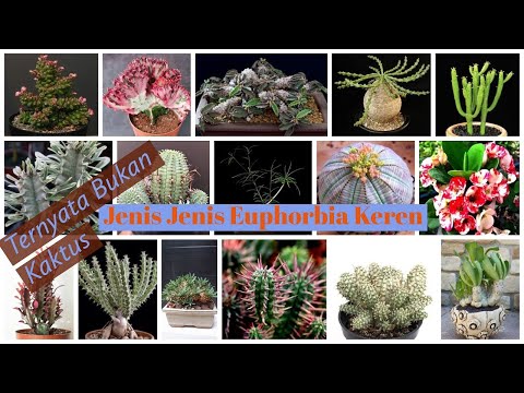 Video: Euphorbia (48 Foto): Seperti Apa Bunga Euphorbia Dalaman? Penjagaan Rumah, Kaktus Dan Kelapa Sawit