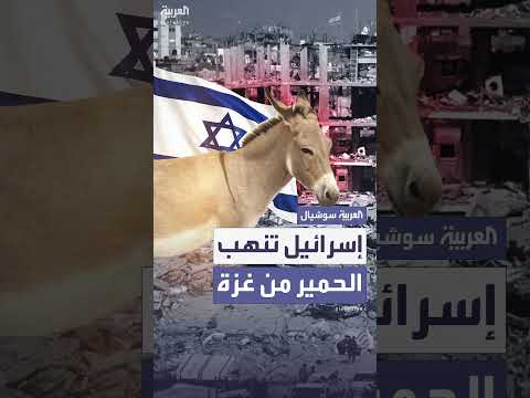 الجيش الإسرائيلي ينقل حميراً من غزة إلى أوروبا