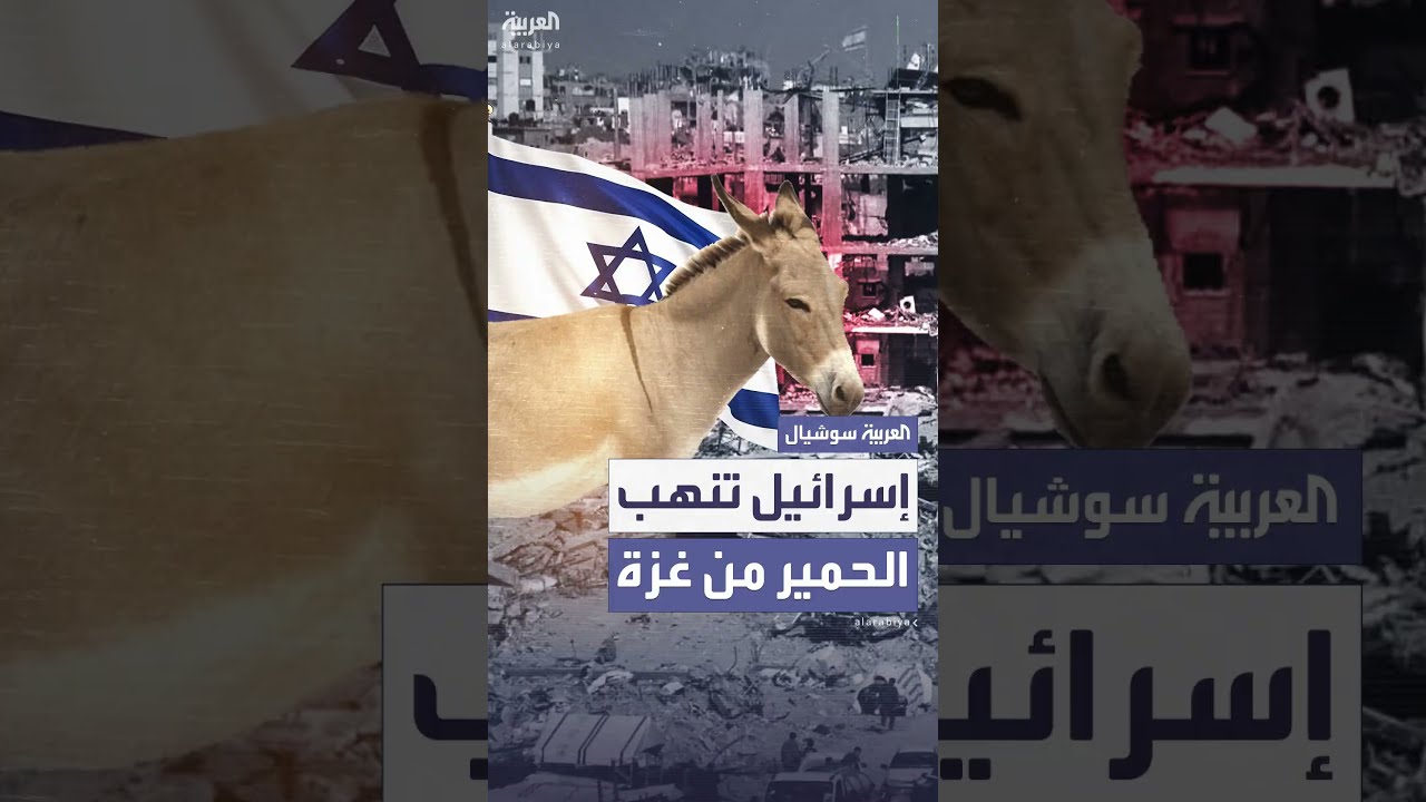 إسرائيل تنهب عشرات الحمير من غزة وترسلها لفرنسا