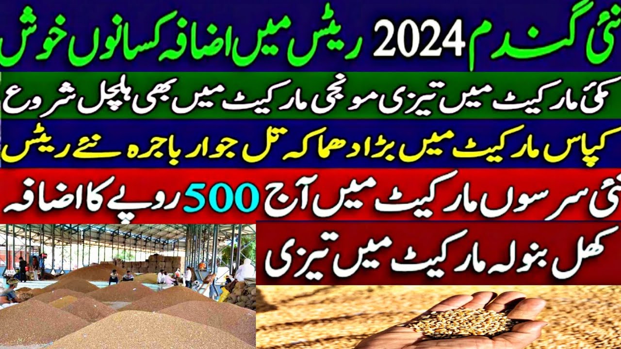Wheat price today in Punjab munji ka rates DHAN ka rates Till, cotton ...