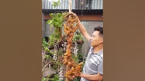 Cận cảnh củ sâm ngọc linh nặng 2,7kg của đại gia Hà thành