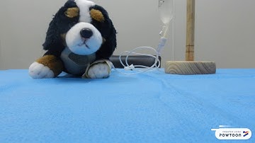 Tap Block - Anestesiologia Veterinária