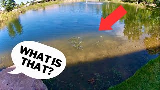 MYSTERY SPECIES Caught While Micro Fishing!