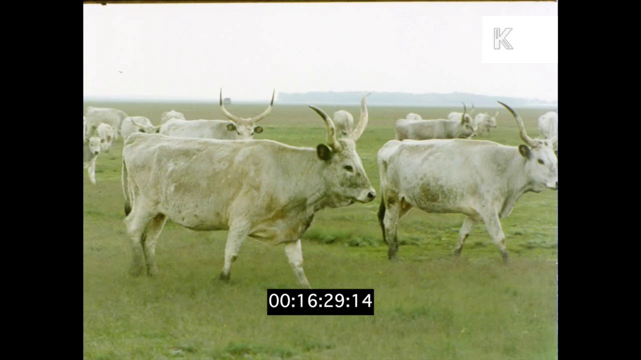 Farming and Rural Life in Eastern Europe, 1970s Hungary, HD YouTube