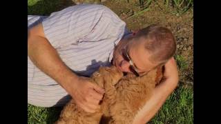Dawson s Puppies are 7 Weeks Old