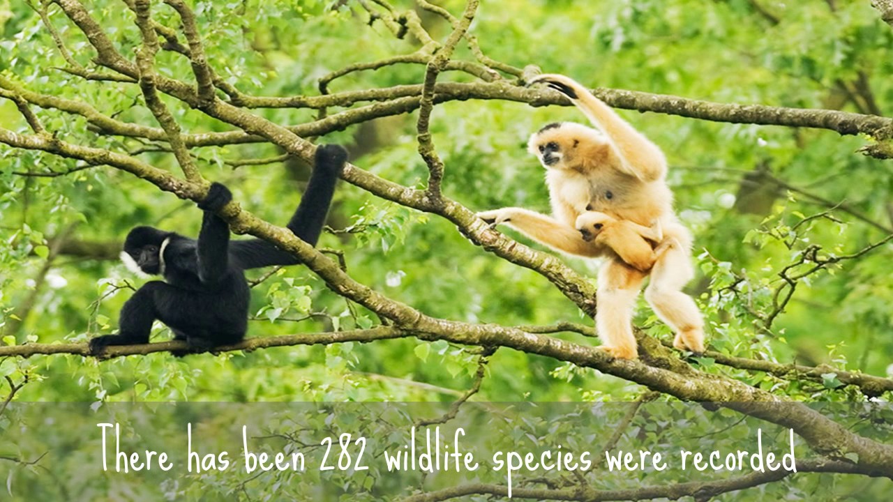 Cat Ba National Park - Son Travel Asia