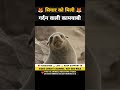 सियार को मिली गर्दन वाली कामयाबी 😱 । Animal shorts । #shorts #ytshorts