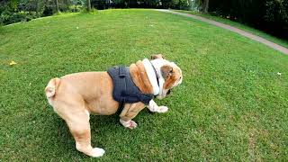 Funny dog Dumb rollover #shorts