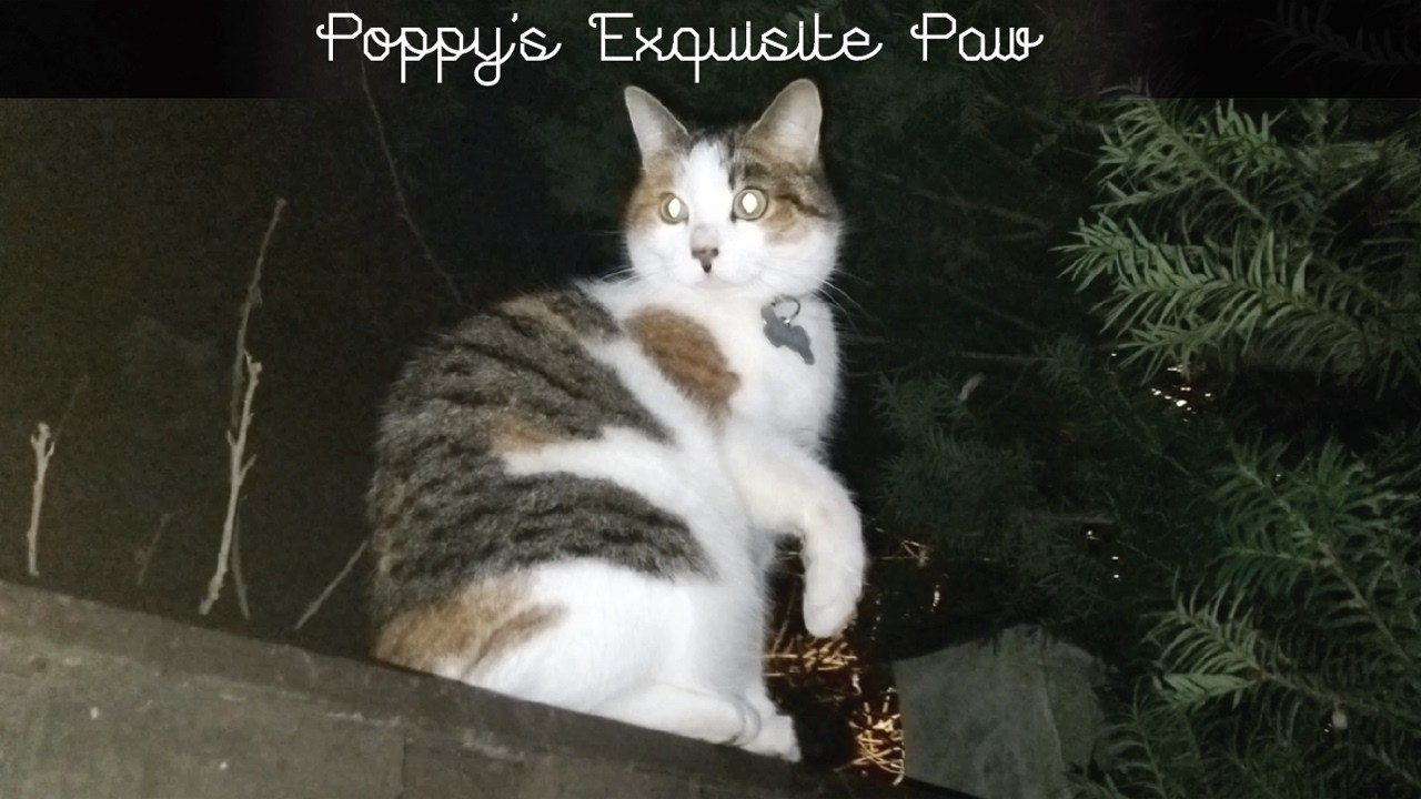 💖 Poppy's Exquisite Paw 💖