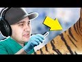 I SAVED A TIGER WITH OPEN HEART SURGERY?! | Animal Hospital