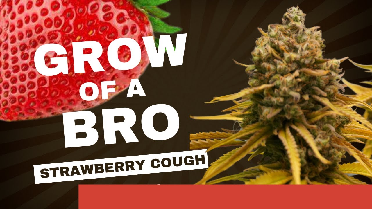 Grow of a Bro Episode 3