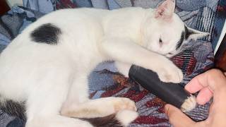 Playful Cat Obsessed With a Cotton Cone!