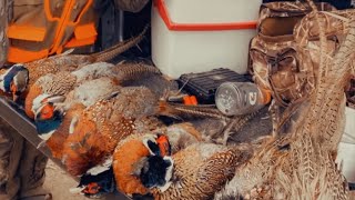 Pheasant hunting Washington state