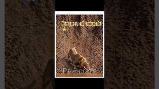 A Lion Saves a Baby Deer – Unexpected Kindness in the Wild 🦁❤️🦌#shorts #saveanimals