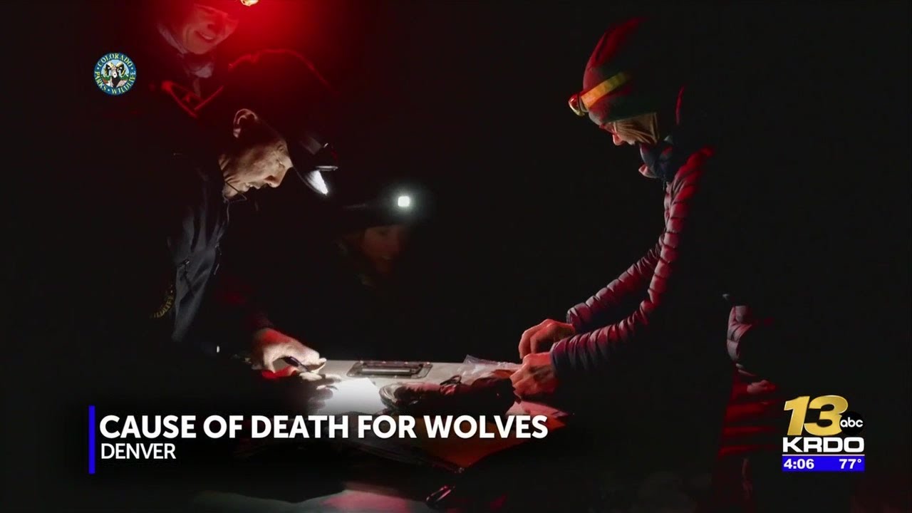 CPW releases the causes of death for two grey wolves