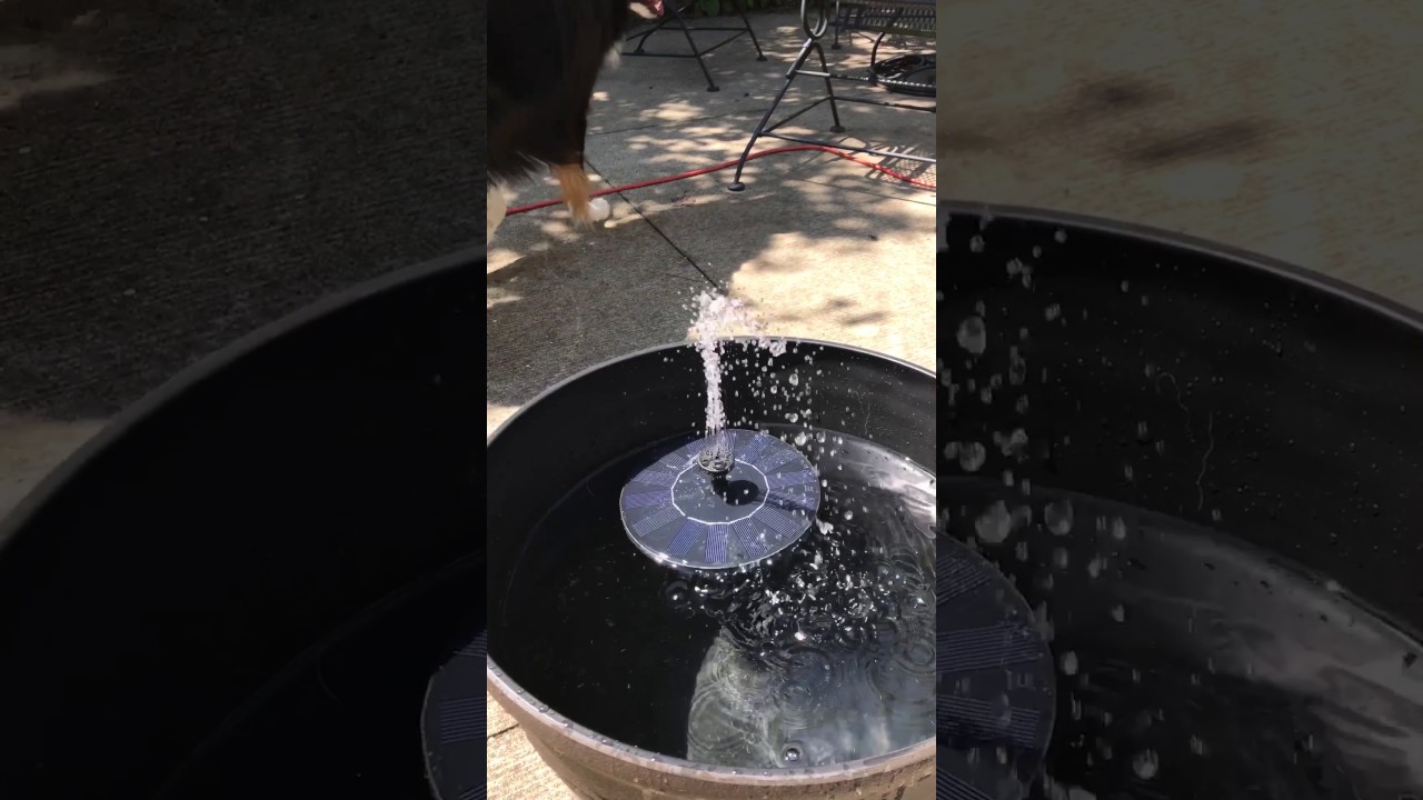Solar fountain fools Australian Shepherd