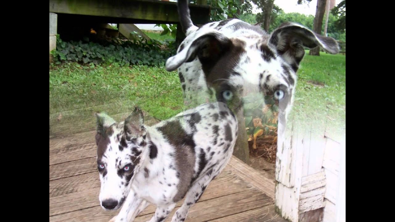 Droll Dalmatian Siberian Husky Mix Puppies