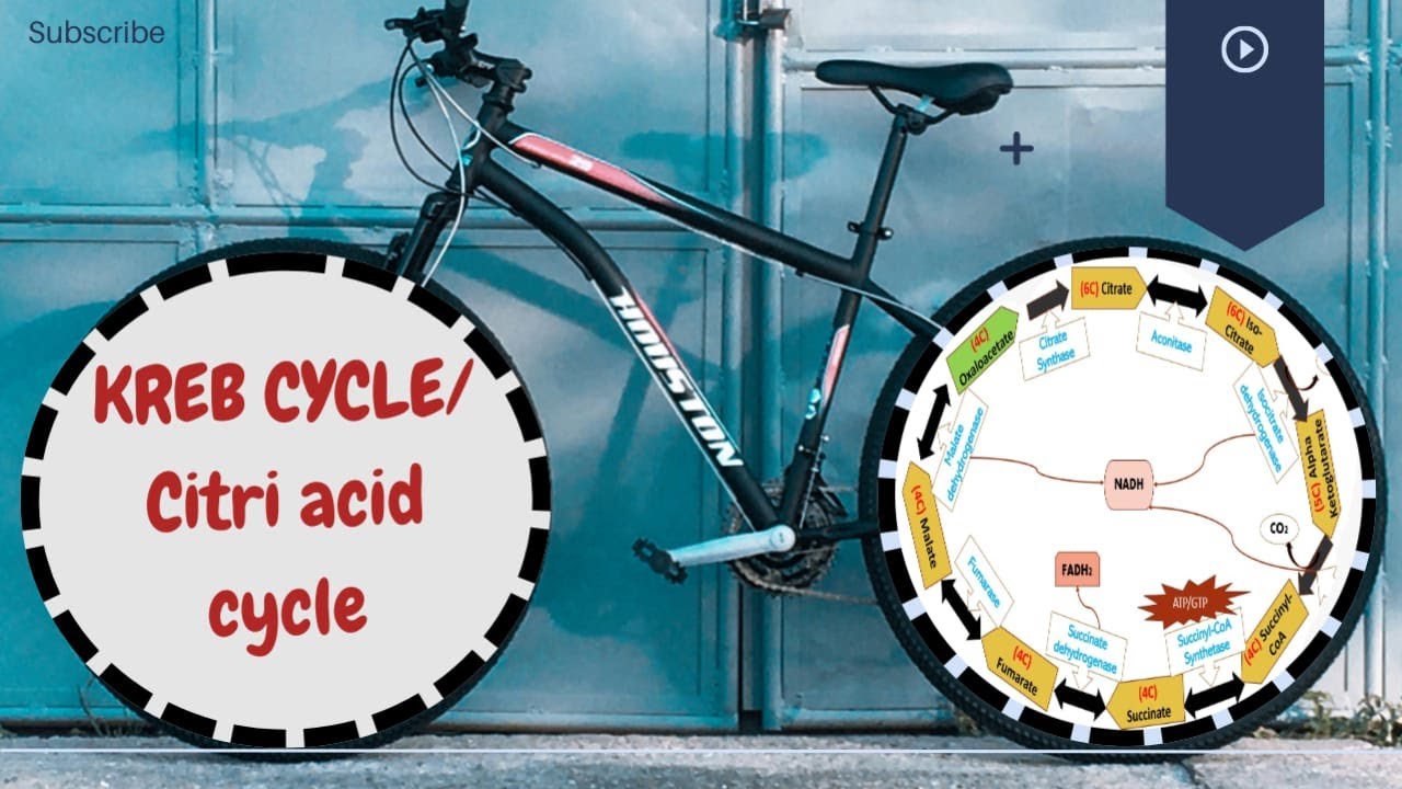 Citric acid cycle| Krebs Cycle| TCA Cycle| Regulation of Krebs Cycle ...