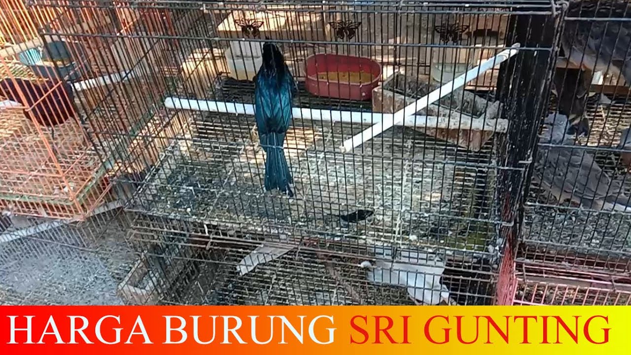 Cek Harga Burung Srigunting Sumatra||Pasar Burung Tayu