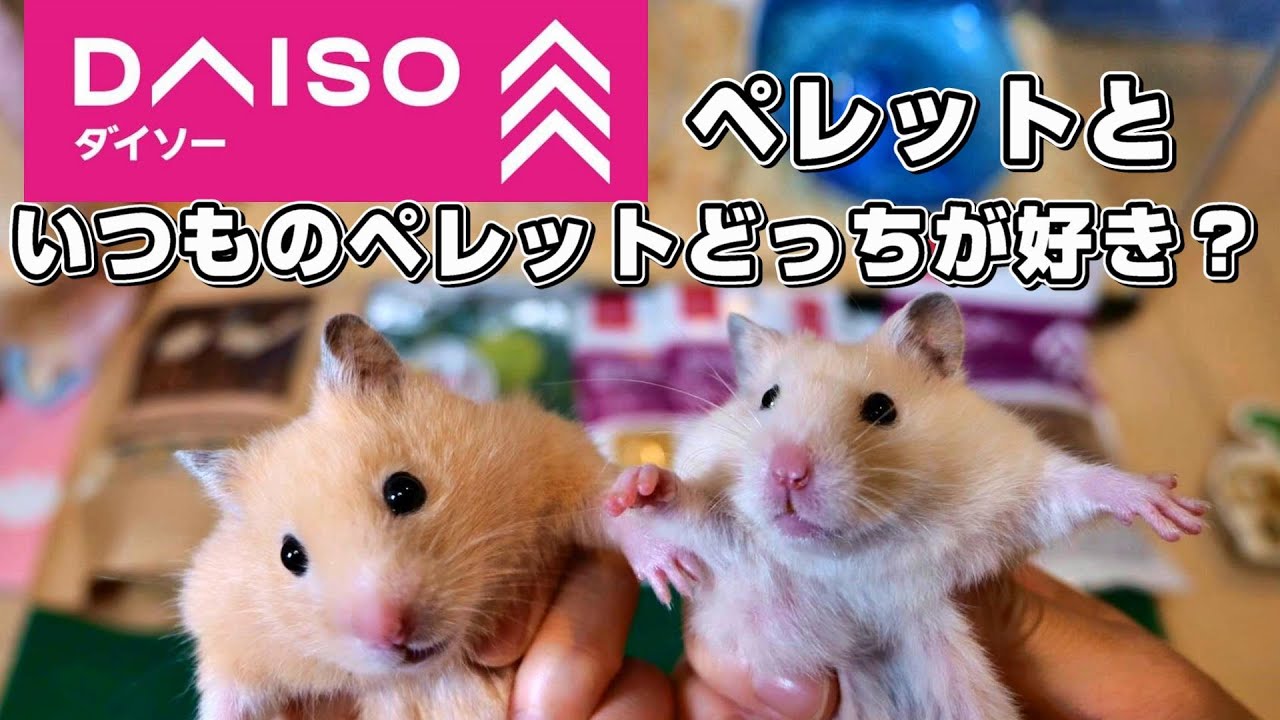 コロナにかかったときのハムスターの飼い方 Japan Hamster Youtube