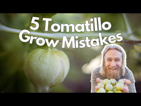 Video: Tomatillo Plant Problem: Reasons For An Empty Husk On Tomatillos