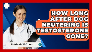 How Long After Dog Neutering Is Testosterone Gone? - PetGuide360.com