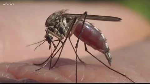 Verify: Are Mosquitoes Attracted to a Certain Blood Type?