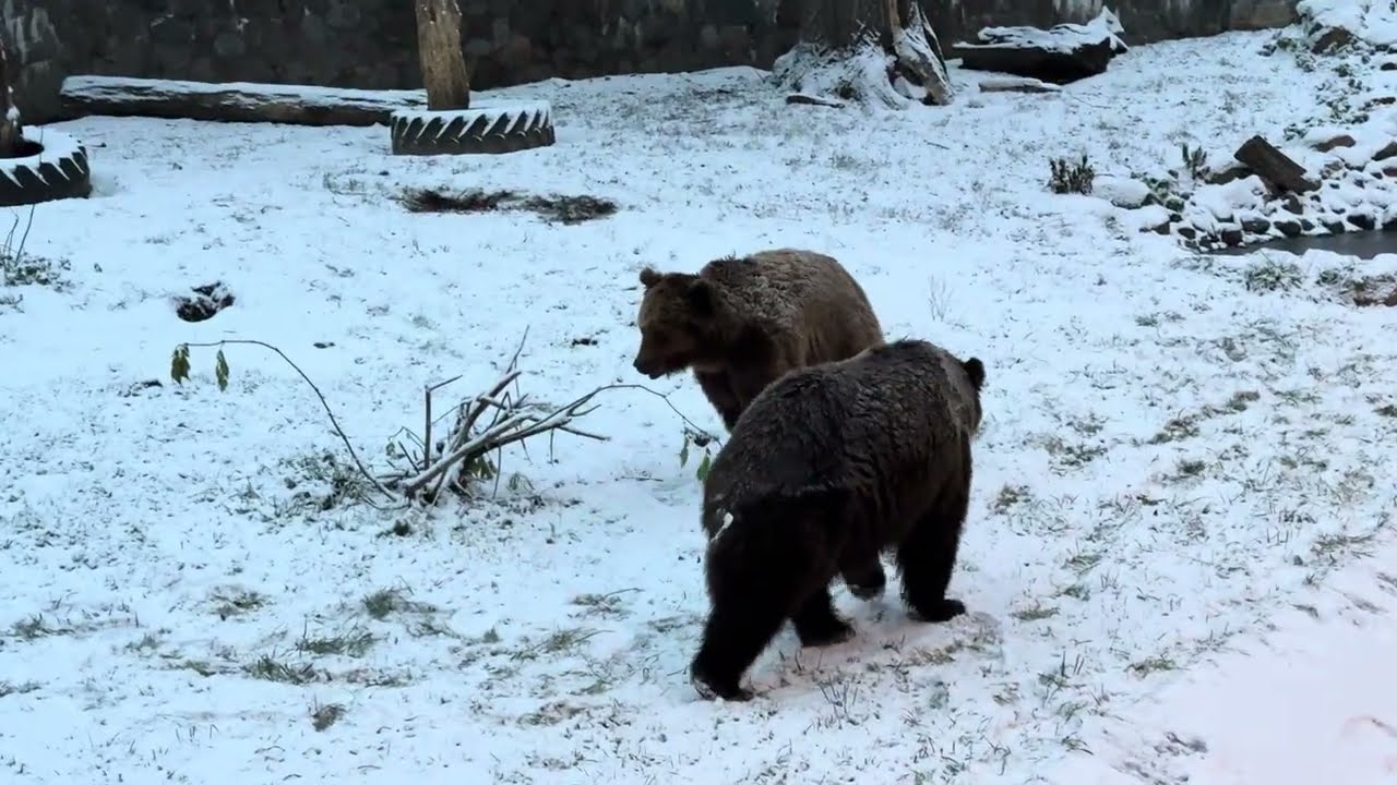 Bears Clash in the Snow — Wild Winter Drama! 🐻❄️😮