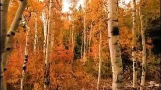 Romance in forest( Music theme )