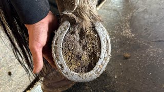 Incredible Horse Hoof Restoration: A Farrier ASMR Experience