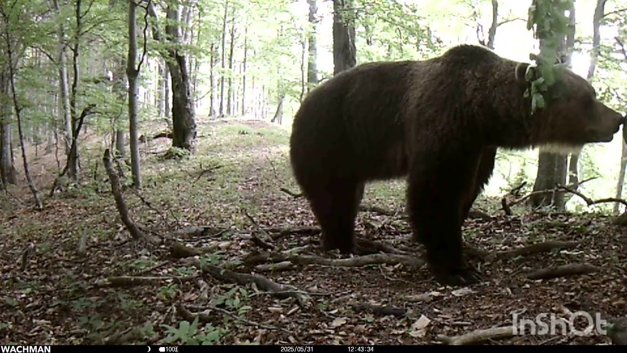 Fotopasca Medvedia ruja-máj 2025 (Strážovské Vrchy) 