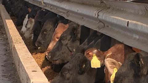 Agriculture's role in methane growth