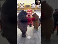 bear war