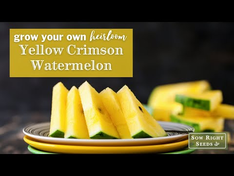 ვიდეო: Yellow Crimson Watermelon Info: Growing Yellow Crimson Watermelon